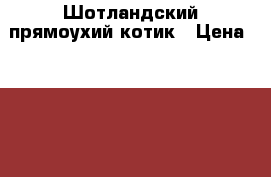 Шотландский прямоухий котик › Цена ­ 5 000 - Красноярский край, Красноярск г. Животные и растения » Кошки   